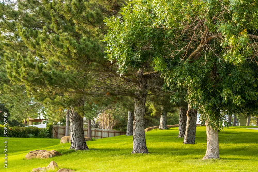 Beautiful landscape with trees in the small neighborhood park, Aurora, Colorado