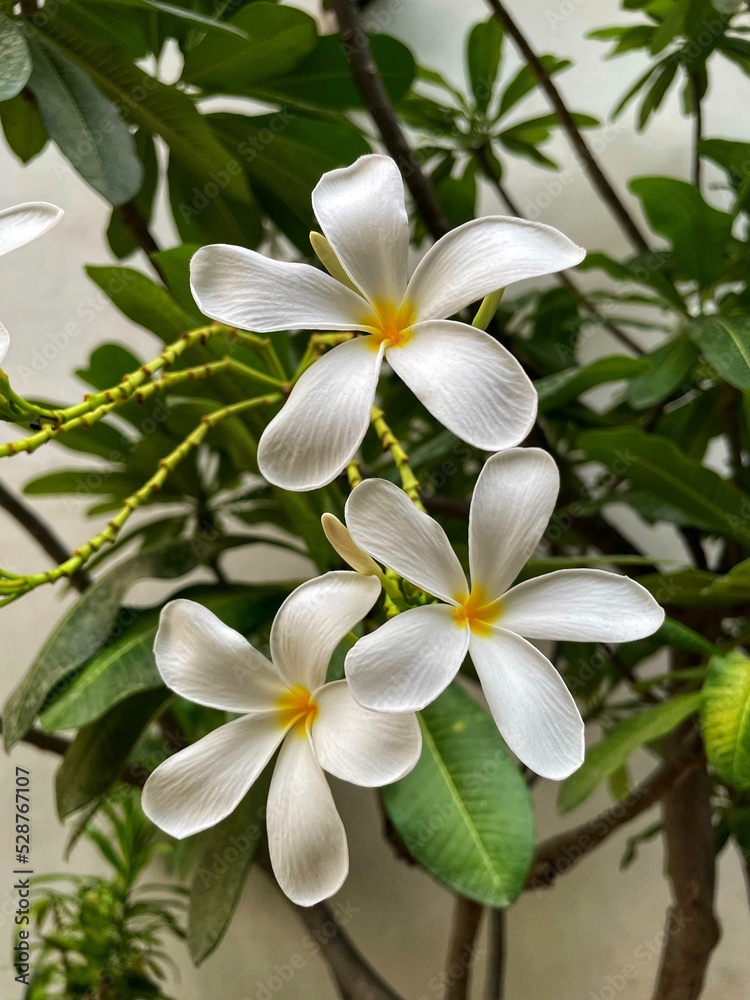 white frangipani flowers white frangipani flowers