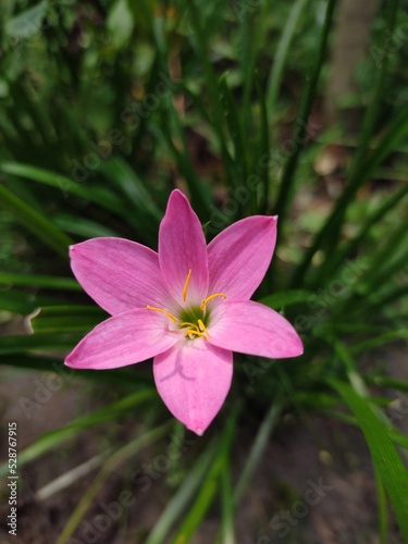 Colourful flowers