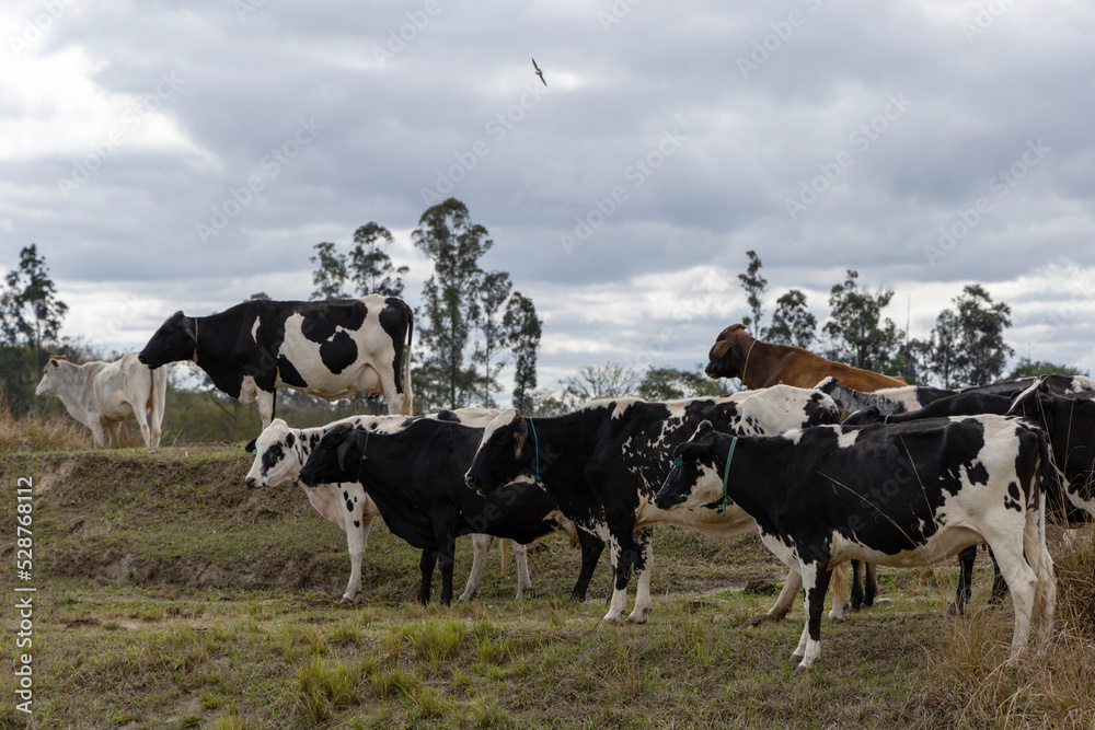 Nelore. Cows in a field, grazing. Green grass. Selective focus. Nelore. Cows in a field, grazing. Green grass. Selective focus.