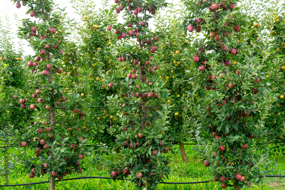Fototapeta premium ripe apple in an orchard ready for harvesting 
