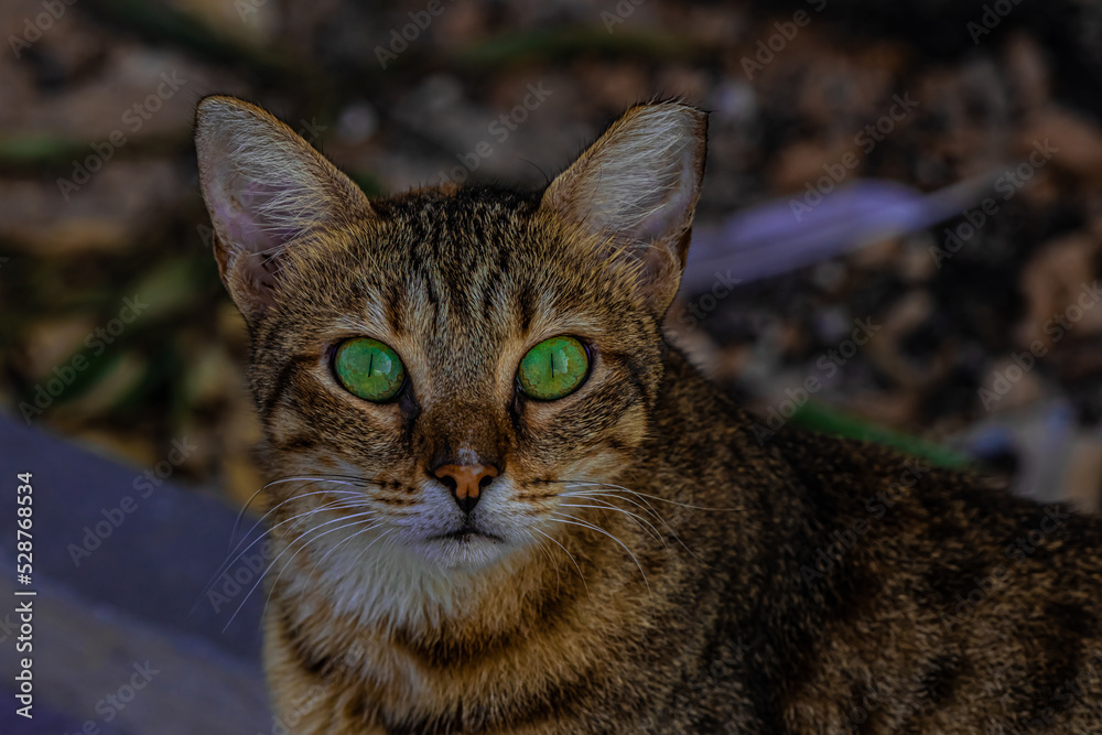 portrait of a cat close up