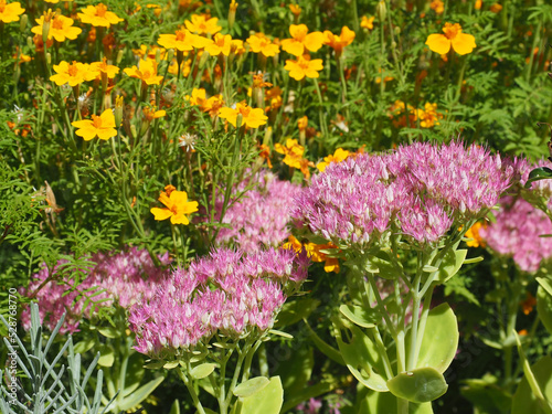 Flowers in natural - style garden