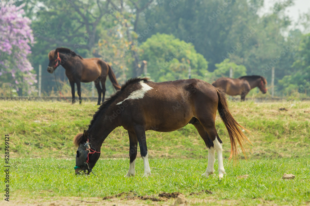 Fototapeta premium Beautiful wild brown horse stallion on summer flower meadow, equine eating juicy grass, horse stallion with long mane portrait in standing position, equine stallion outdoors, superb big horse equines