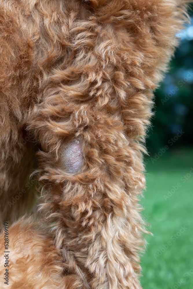 Dog with alopecia, close up. Female Labradoodle dog in chemotherapy