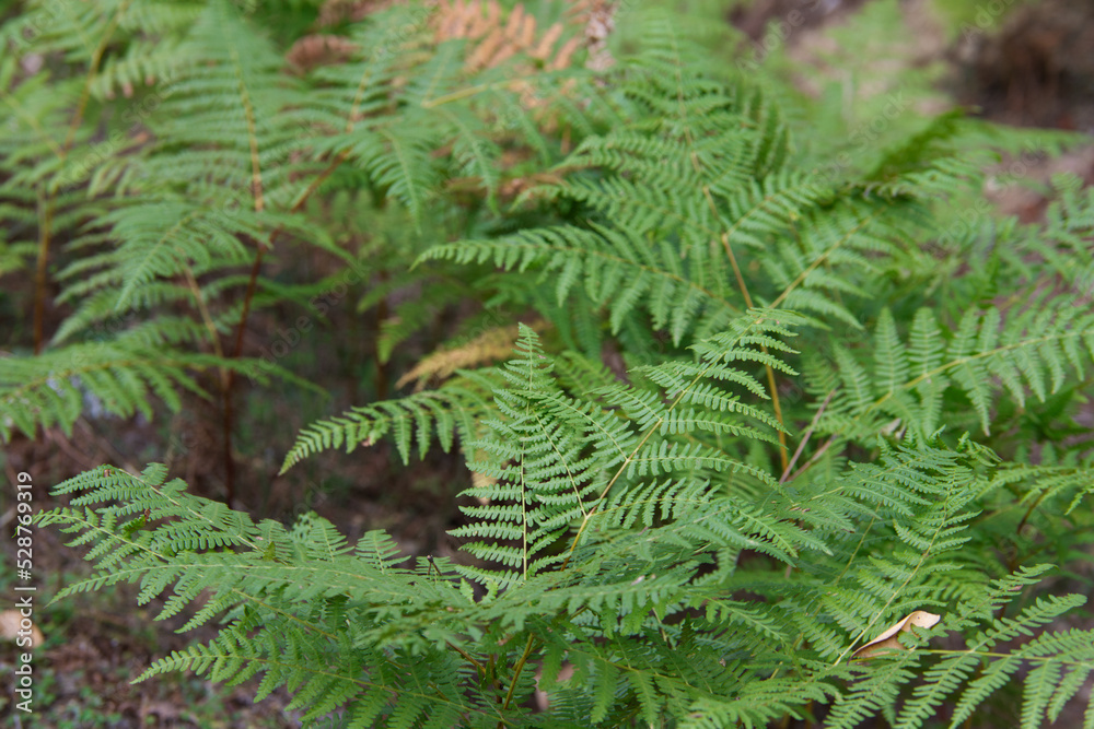 ferns in the forest in autumn. There is a large planting of ferns.