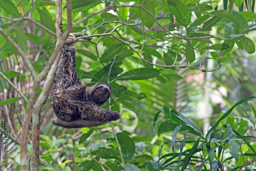 Sloth hanging on tree in rain forest in Panama