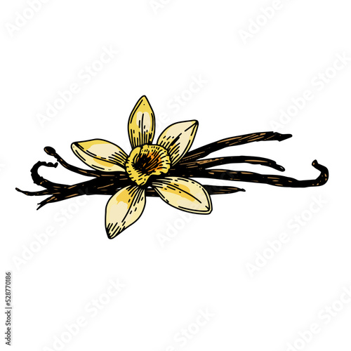 Vanilla flower and beans. Hand drawn vector illustration, isolated on a white background.