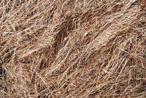 Dry grass, hay. A pile of hay. Dry grass on the field.