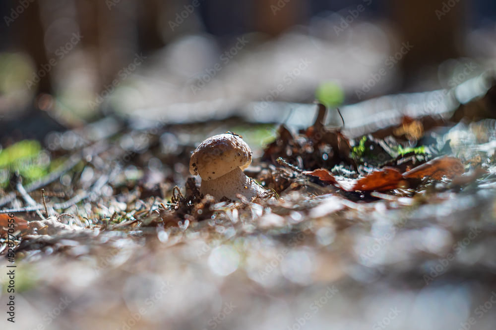 The edible boletus mushroom grows in the forest. Photo with an old lens that creates a nice bokeh. The edible boletus mushroom grows in the forest. Photo with an old lens that creates a nice bokeh.
