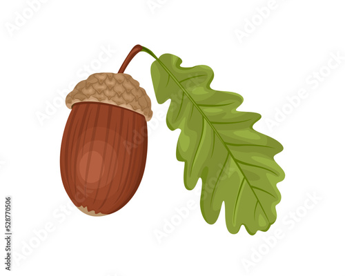Cartoon acorn and oak leaf isolated on white. Vector autumn illustration. Botanical icon.