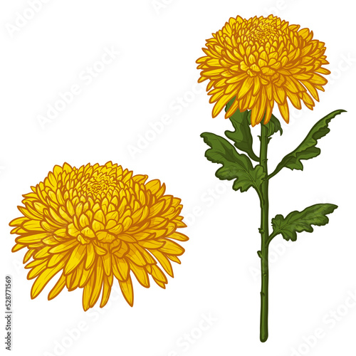 Yellow chrysanthemum flowers isolated on white background. Vector illustration.