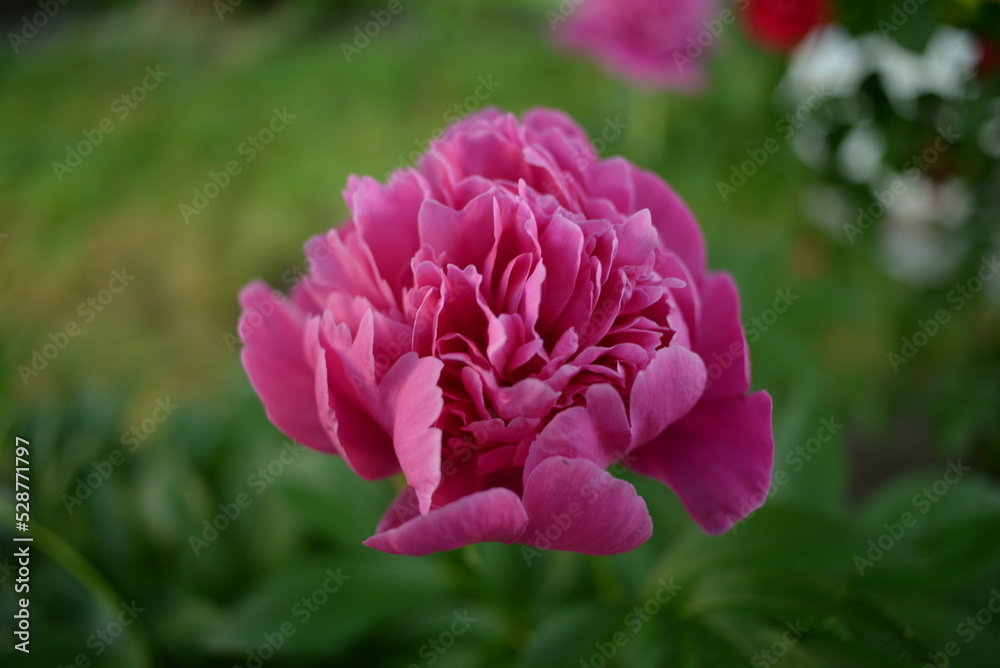 peony flower close-up, on a green background, peony leaves, pink purple, peony leaves, lush, double flower, rich color, summer
peony flower close-up, on a green background, peony leaves, pink purple, peony leaves, lush, double flower, rich color, summer