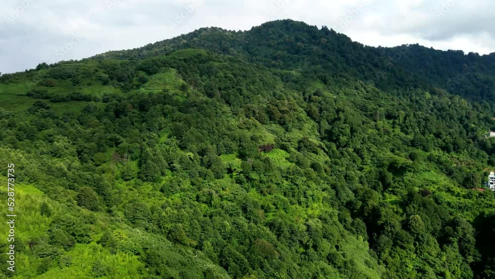 drone ascent along the mountains overgrown with shrubs and eucalyptus trees in the vicinity of Batu mi. Tea plantations are visible.
drone ascent along the mountains overgrown with shrubs and eucalyptus trees in the vicinity of Batu mi. Tea plantations are visible.