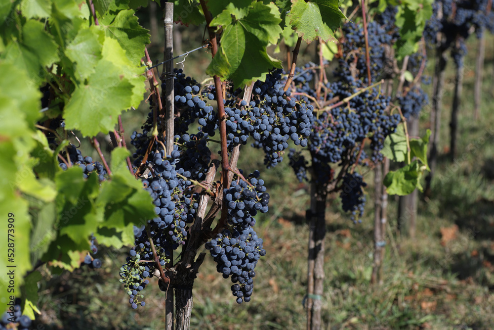 Brunches of ripe dark grapes for harvest to make wine.