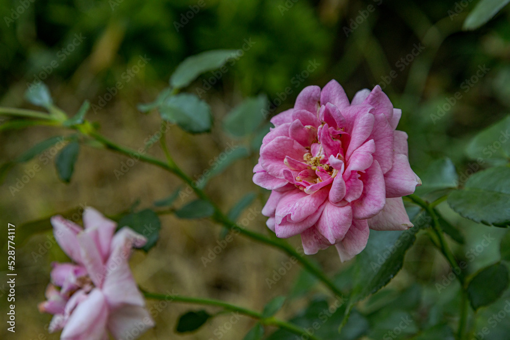 Close-up of beautiful pink color rose in the garden Close-up of beautiful pink color rose in the garden