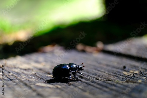 Close up of Anoplotrupes stercorosus, the dor beetle in the forest photo