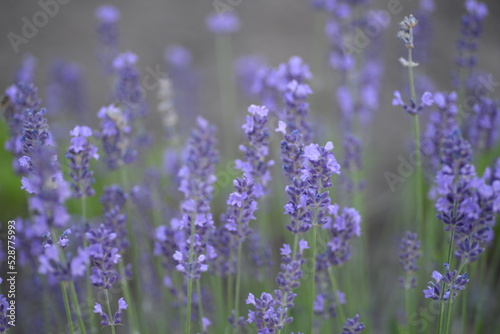 field, meadow, lavender garden, purple small flowers, lavandin, close-up background, green leaves, sunny evening, green stems, out of focus, abstract drawing