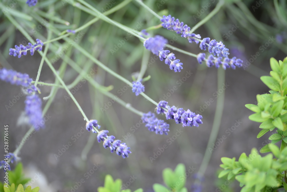 Obraz premium field, meadow, lavender garden, purple small flowers, lavandin, close-up background, green leaves, sunny evening, green stems, out of focus, abstract drawing