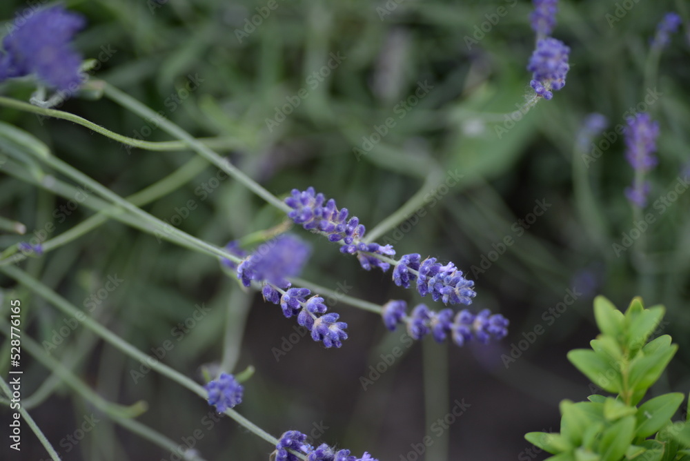 field, meadow, lavender garden, purple small flowers, lavandin, close-up background, green leaves, sunny evening, green stems, out of focus, abstract drawing field, meadow, lavender garden, purple small flowers, lavandin, close-up background, green leaves, sunny evening, green stems, out of focus, abstract drawing