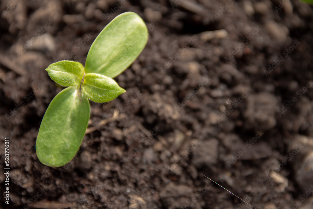 a young sprout of a garden plant in early spring a young sprout of a garden plant in early spring