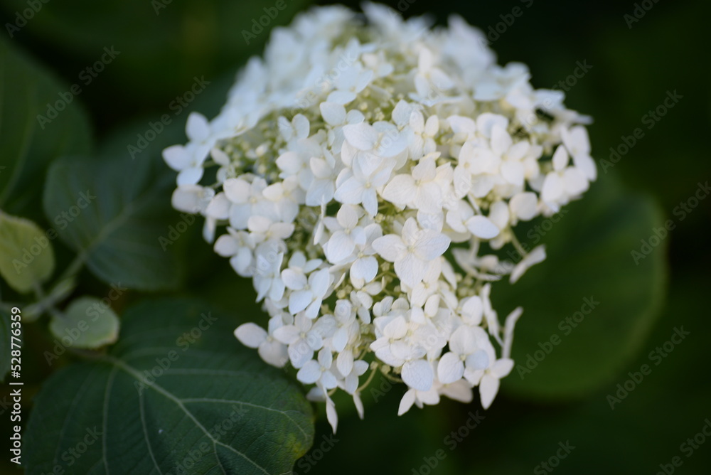 white hydrangea flowers, a bunch of hydrangea flowers close-up on a green background, floral texture, gradient, beautiful wedding, garden, plant, vegetable garden, Ukrainian shrub white hydrangea flowers, a bunch of hydrangea flowers close-up on a green background, floral texture, gradient, beautiful wedding, garden, plant, vegetable garden, Ukrainian shrub