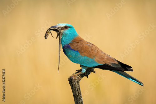 European roller, coracias garrulus, holding lizard in beak on branch in sunlight. Colorful bird catching pray on wood in fall. Blue animal sitting on bough. photo