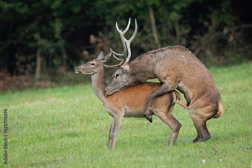 Two red deer, cervus elaphus, pairing on grassland in autumn rutting season. Stag and hind coupling on meadow in fall. Male and female mating on field.