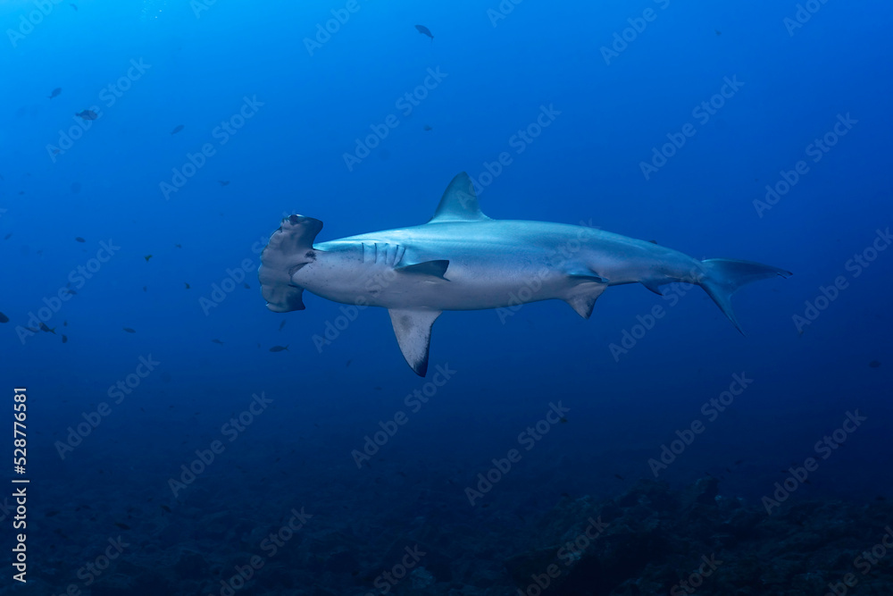 One hammerhead shark (Sphryna lewinii) swimming in the blue