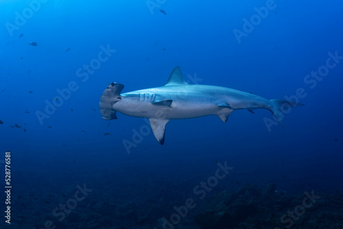 One hammerhead shark  Sphryna lewinii  swimming in the blue