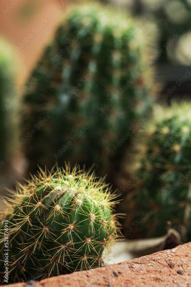 Close up potted cactus in box, planted indoor near window. Cactus in pot arranged in house. Home plant need sunshine to grow.