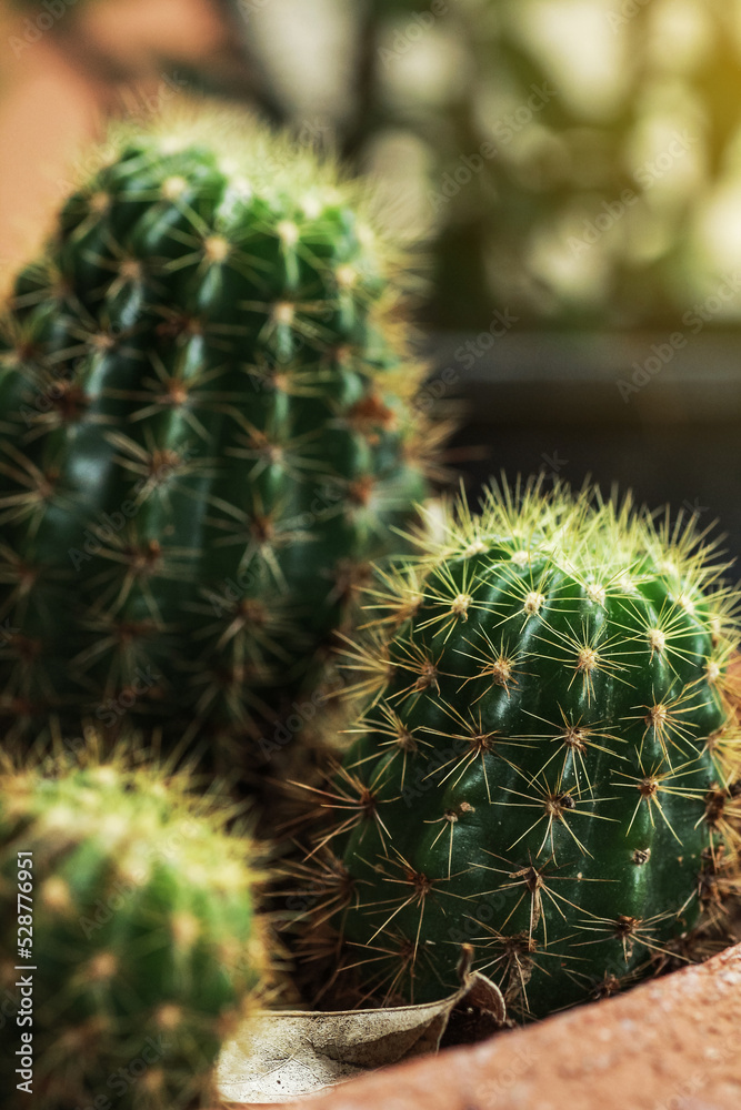 Close up potted cactus in box, planted indoor near window. Cactus in pot arranged in house. Home plant need sunshine to grow. Close up potted cactus in box, planted indoor near window. Cactus in pot arranged in house. Home plant need sunshine to grow.