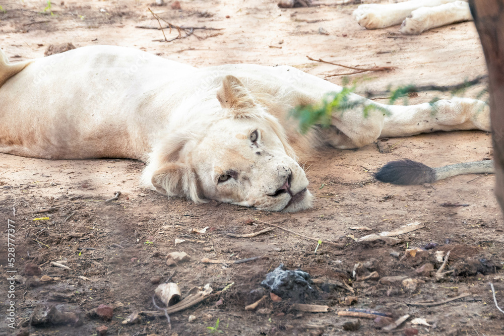 lion cub sleeping lion cub sleeping