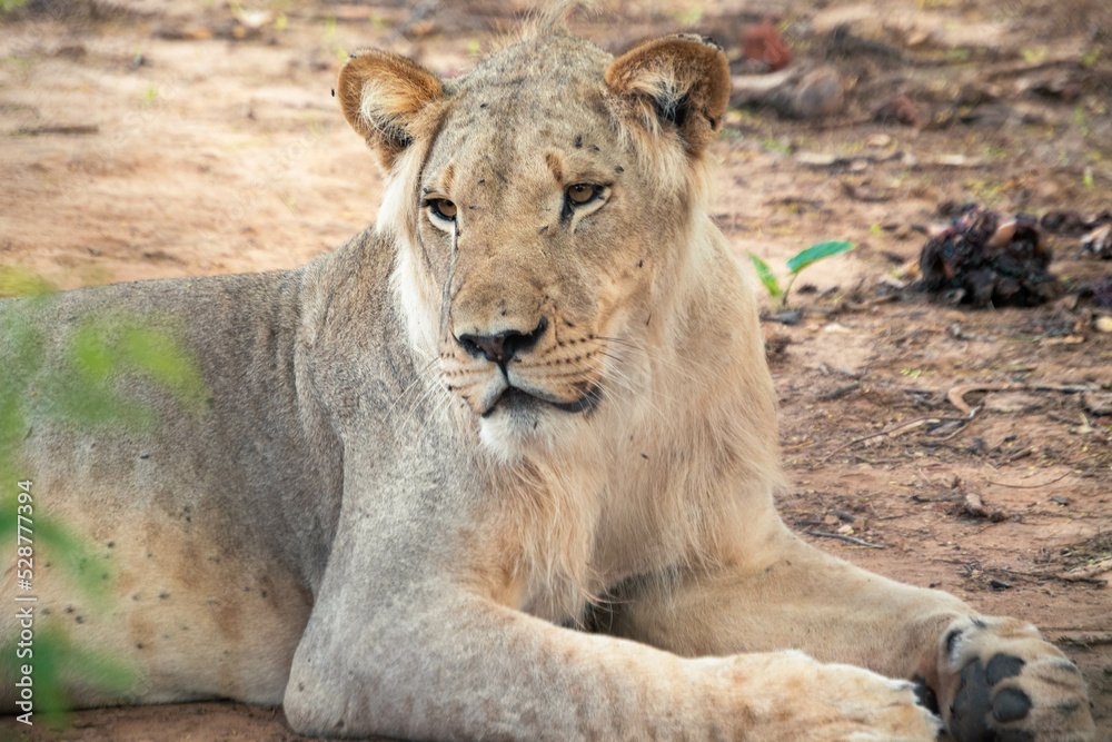 Obraz premium lion and lioness