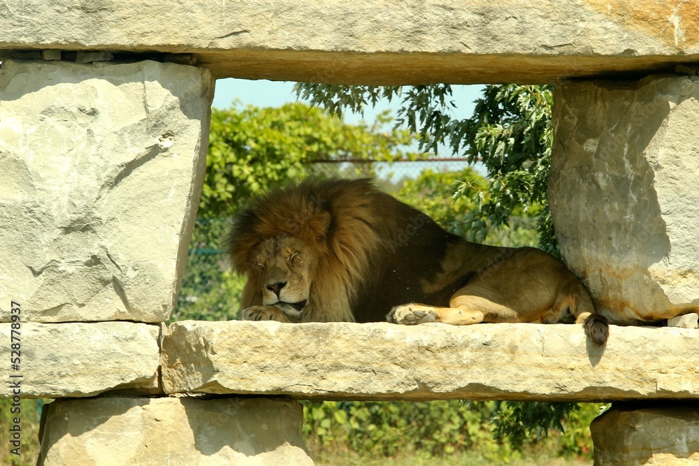 Naklejka premium Sleeping lion, Toronto zoo