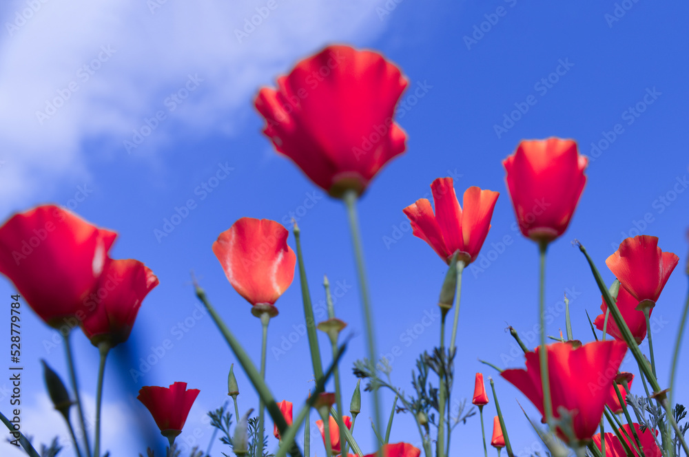 Obraz premium Poppy flower for Remembrance Day, Memorial Day, Anzac Day in New Zealand, Australia, Canada and Great Britain.