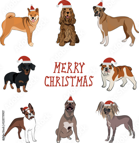 Christmas Dogs collection, holiday design. funny cartoon different breeds dogs illustrations. Dog characters in Santa hats, New Year, dog in Christmas costume.