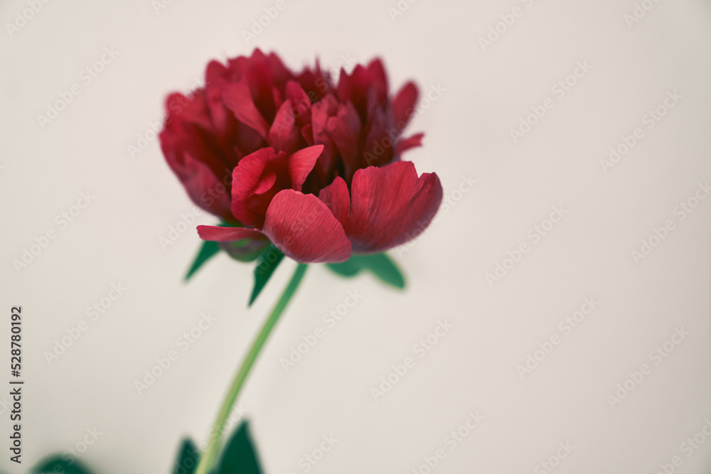 Obraz premium Close-up of one dark red peony flower, on a gray background. With a space to copy. Design for your product. High quality photo