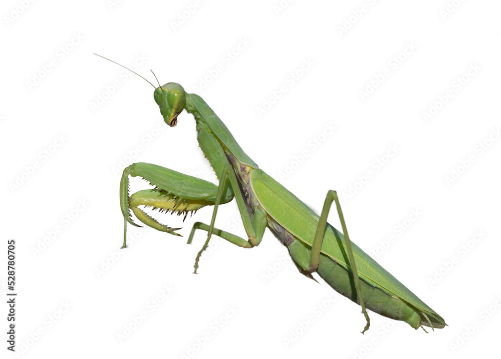 close-up macro cute cornflower. mantis isolated on white background.