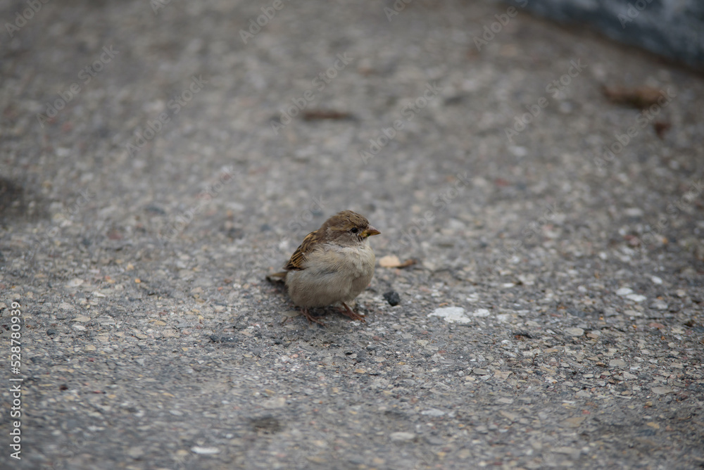 house sparrow on a gray asphalt road surface in a sunny day house sparrow on a gray asphalt road surface in a sunny day
