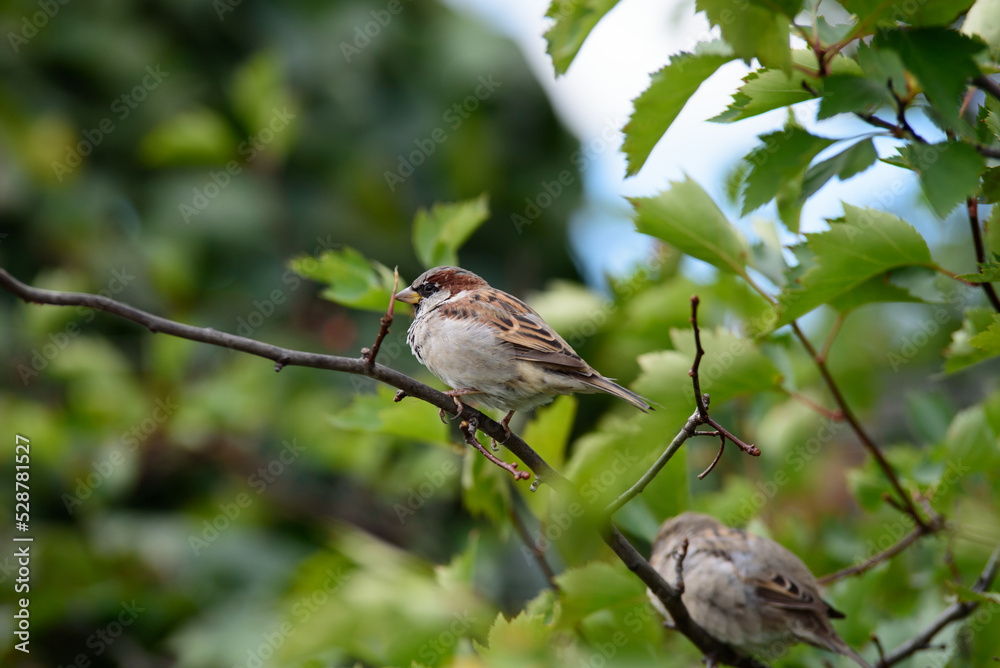 house sparrow sitting on a tree branch on a sunny summer day house sparrow sitting on a tree branch on a sunny summer day