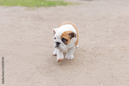 Cute English bulldog puppy. Pets. A thoroughbred dog on a walk © Alexander