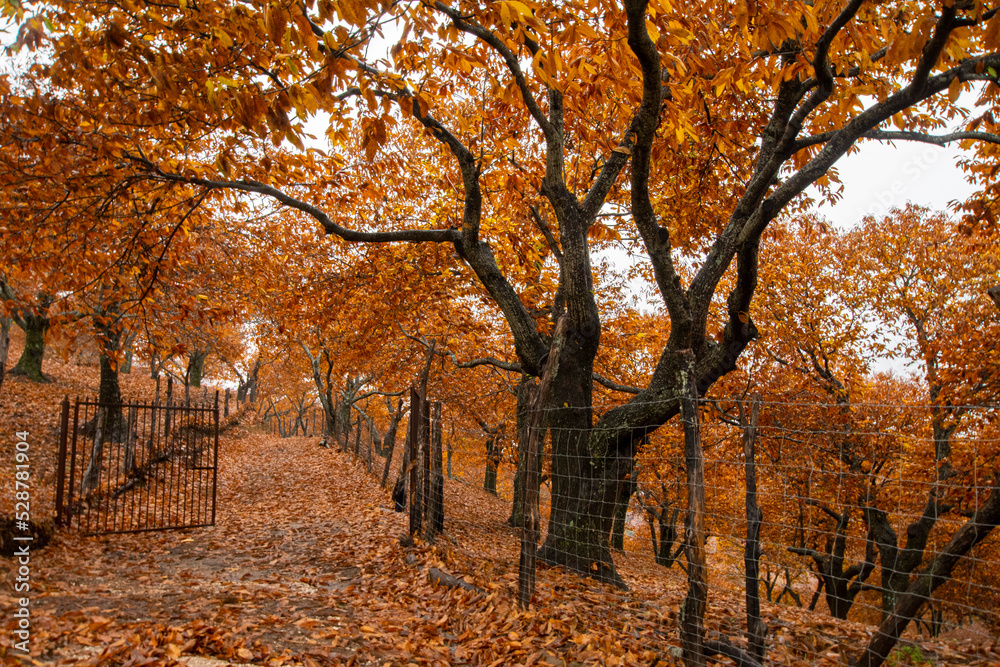 Fototapeta premium autumn landscape