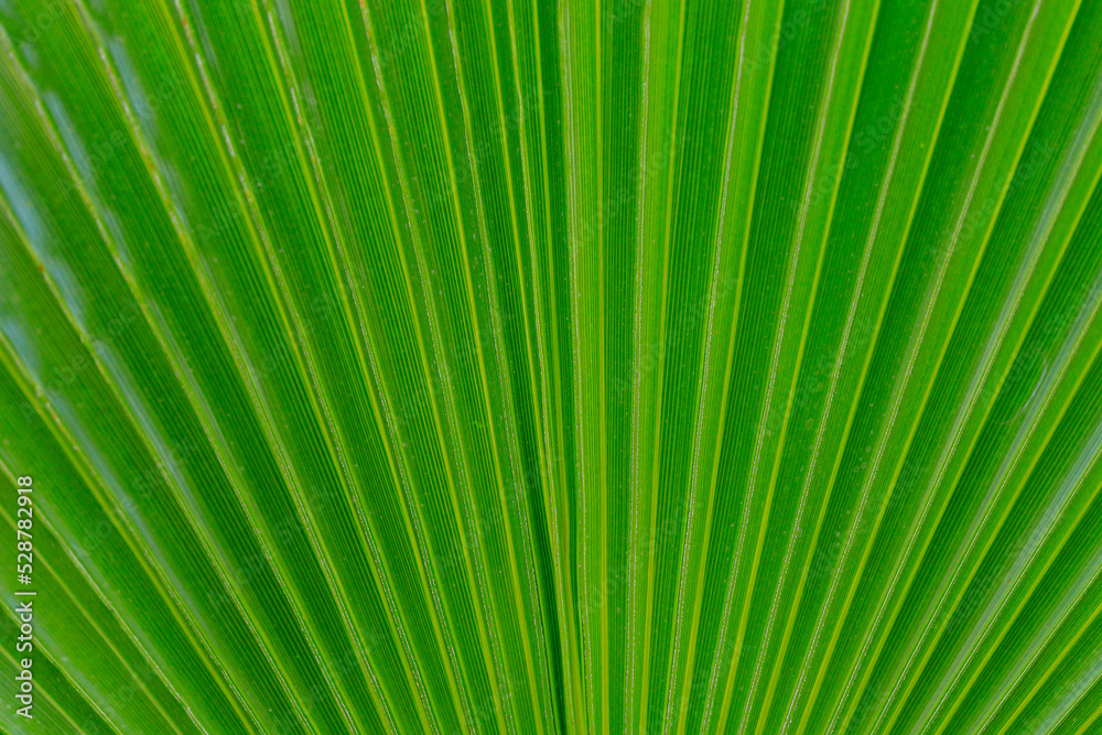 Abstract background of exotic big leaf with selective focus. Abstract background of exotic big leaf with selective focus.