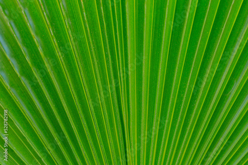 Abstract background of exotic big leaf with selective focus.