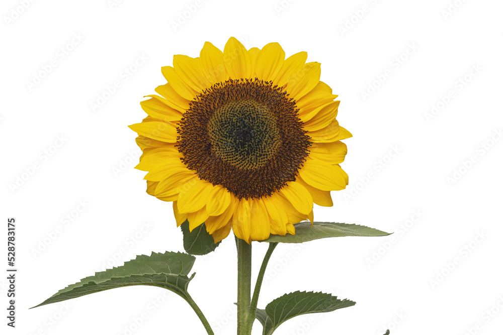 Fototapeta premium Bright yellow sunflower