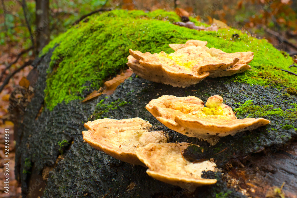 Moss and mushrooms grows on moist trees on the wood. Closeup of fungi. Beautiful close up of nature. Green forest. High quality photo. Moss and mushrooms grows on moist trees on the wood. Closeup of fungi. Beautiful close up of nature. Green forest. High quality photo.