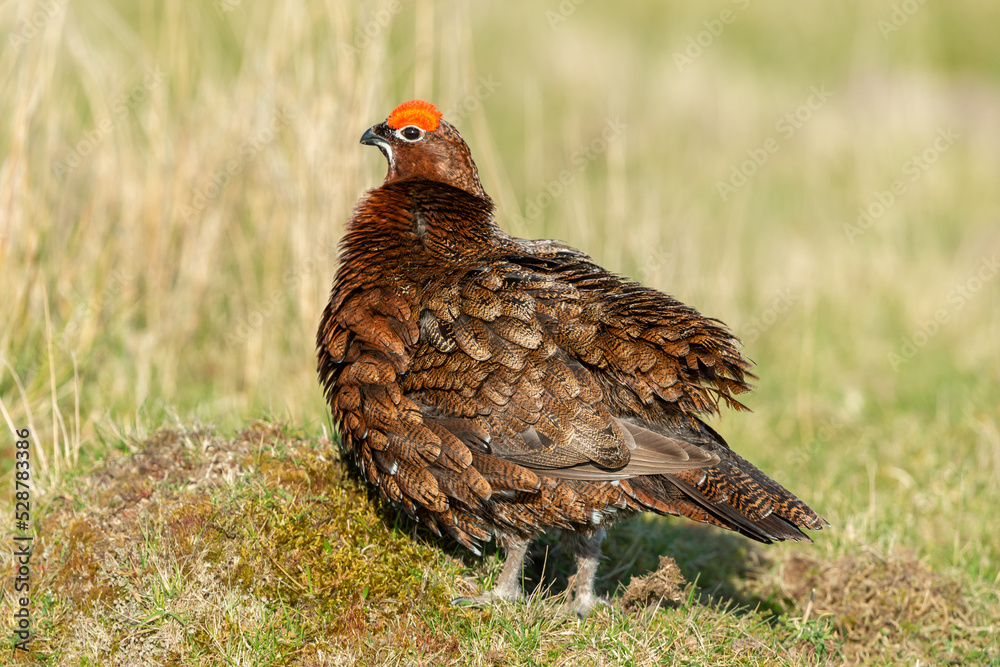 Close up of a Red Grouse male with red flared eyebrow and ruffled feathers stood facing left on natural grousemoor habitat. Scientific name: Lagopus Lagopus. Horizontal. Copy Space. Close up of a Red Grouse male with red flared eyebrow and ruffled feathers stood facing left on natural grousemoor habitat. Scientific name: Lagopus Lagopus. Horizontal. Copy Space.