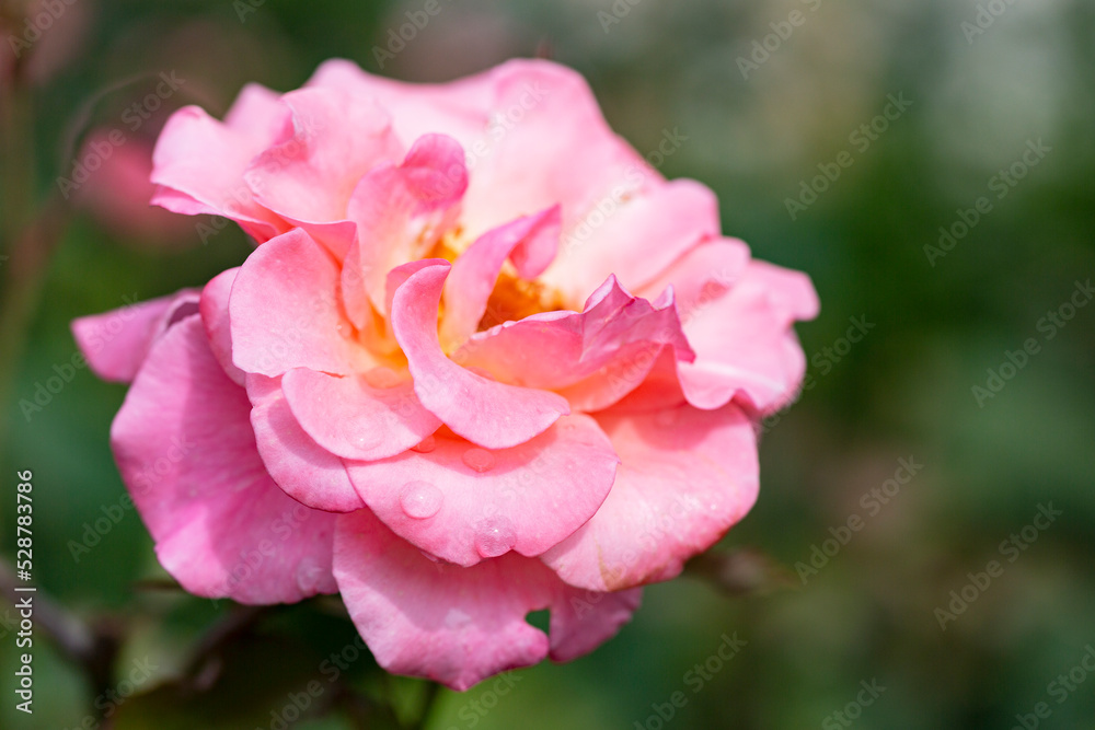 Blooming pink rose close up