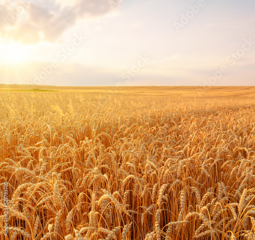 Sunset over the golden wheat field with trees on the horizon. Summer harvest days. Focus on the foreground.